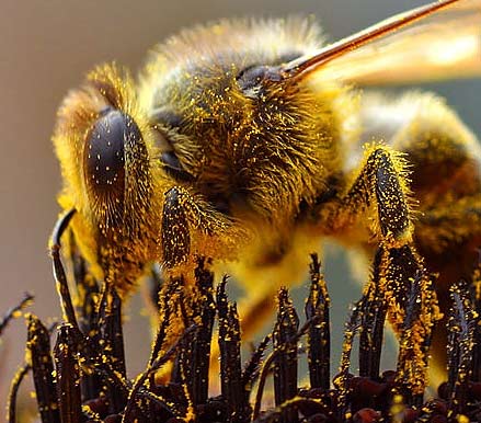 Image:Bees Collecting Pollen cropped.jpg