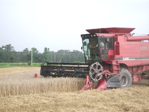 Image:CombineWheat0654.JPG
