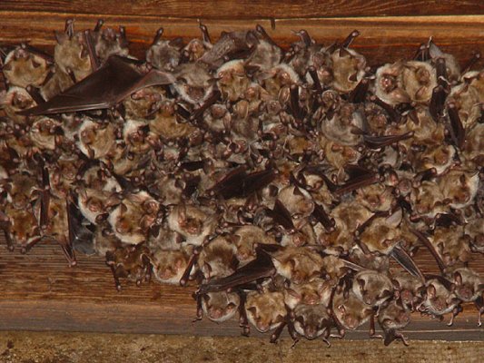 Image:Myotis myotis, nursery roost.jpg