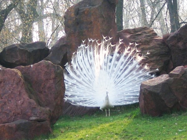 Image:Pavo cristatus albino001xx.jpg