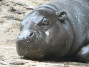 A pygmy hippopotamus resting at the Louisville Zoo. The skull of a pygmy hippo has less pronounced orbits and nostrils than a common hippopotamus.