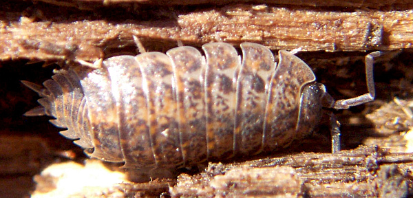 Image:Porcellio scaber.jpg