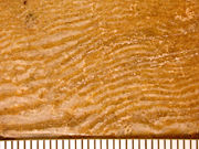 A contact metamorphic rock made of interlayered calcite and serpentine from the Precambrian of Canada. Once thought to be a fossil called Eozoön canadense.  Scale in mm.