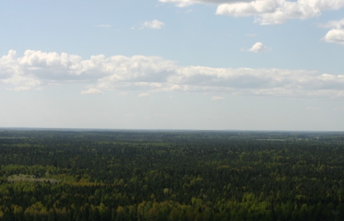 Image:Estonian-nature-forests.jpg