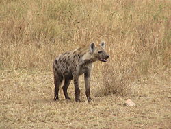 Spotted Hyena