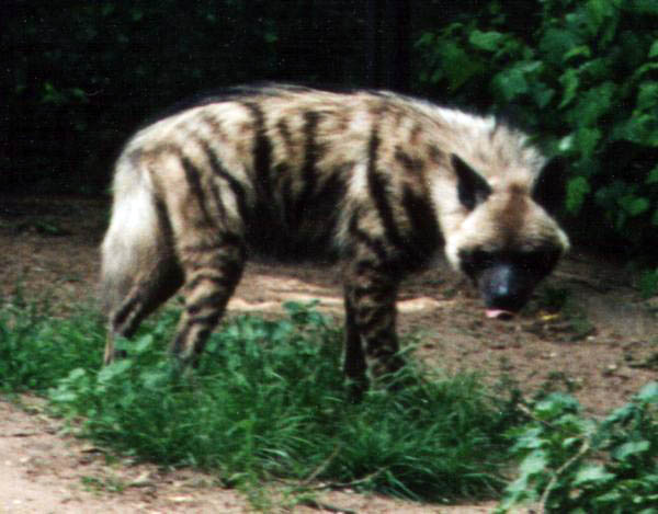 Image:Striped Hyena.jpg
