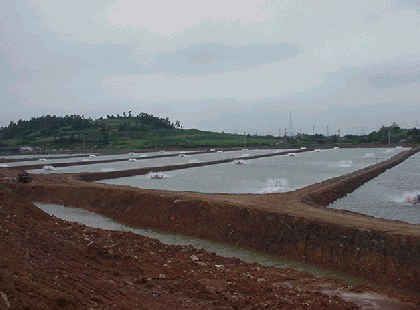 Image:Shrimp pond.jpg