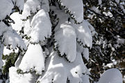 Trees covered with snow