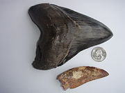 Megalodon and Carcharodontosaurus Teeth. The Charcharodontosaurus tooth was found in the Sahara Desert.