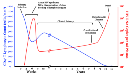 A generalized graph of the relationship between HIV copies (viral load) and CD4 counts over the average course of untreated HIV infection; any particular individual's disease course may vary considerably. CD4+ T Lymphocyte count (cells/mm³) HIV RNA copies per mL of plasma