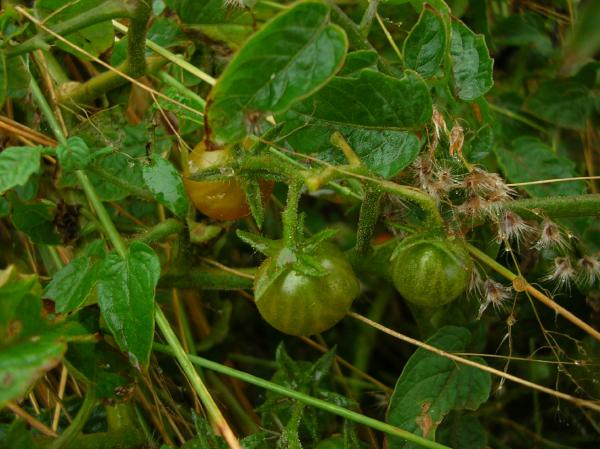 Image:Currant tomato.jpg