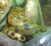 Green anaconda, E.&nbsp;murinus