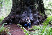 Redwood tree in northern California redwood forest, where many redwood trees are managed for preservation and longevity, rather than being harvested for wood production.