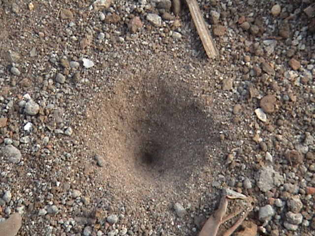 Image:Antlion trap.jpg