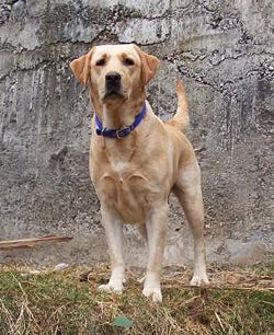 A Labrador Retriever