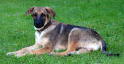 This puppy is a mix of many breeds.