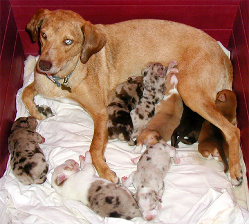 Image:CatahoulaLitter wb.jpg