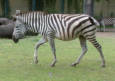 Image:Zebra rownikowa Equus burchelli boehmi RB3.jpg