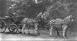 Lord Rothschild with his famed zebra carriage (Equus burchelli), which he frequently drove through London.