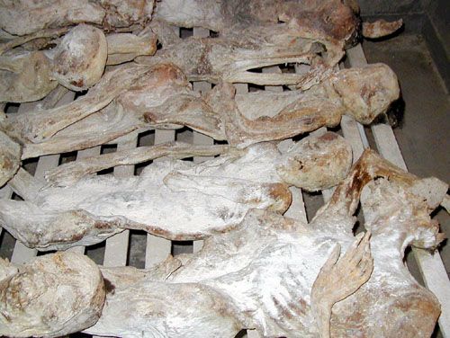 Image:Rwandan Genocide Murambi bodies.jpg