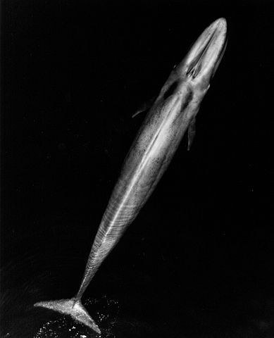 Image:Blue Whale 001 body bw.jpg