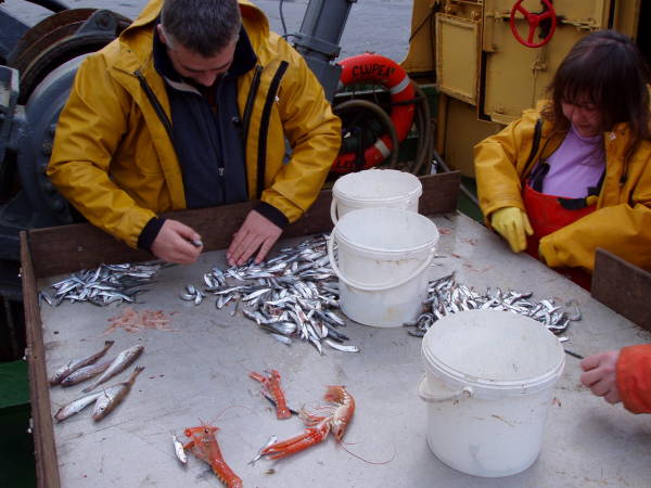 Image:Fish sorting.JPG