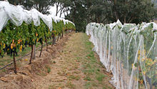 A vineyard with bird-netting.