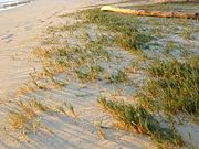 Lanikai Beach on Oahu. This gently-sloping beach face is topped by a beach crest onto which grass (Sporobolus virginicus) is spreading from the incipient dune.