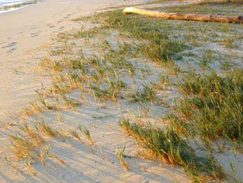 Image:Beach Dune.jpg