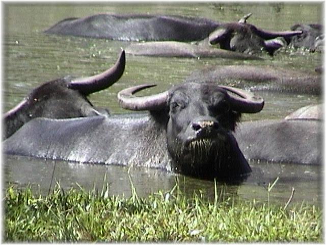 Image:Water buffalo.jpg