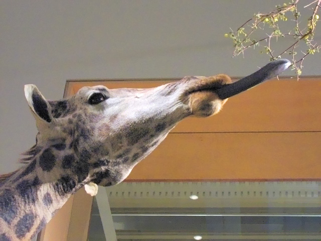 Image:Giraffe (head).jpg