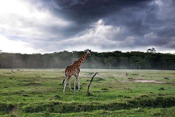 Image:Wildlifephotography.jpg