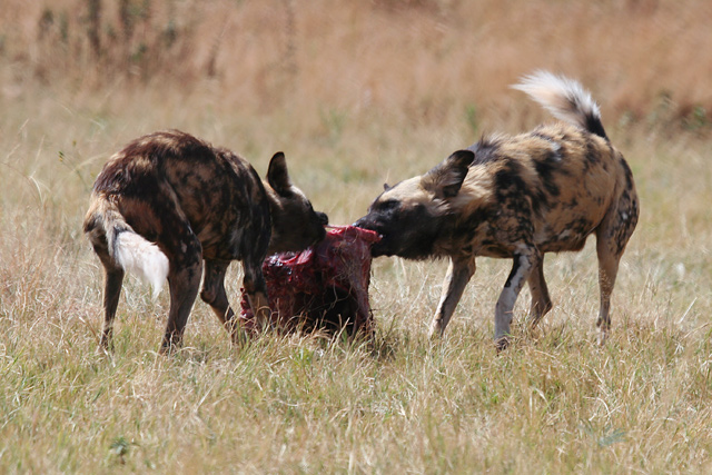 Image:African Wild Dog II.jpg