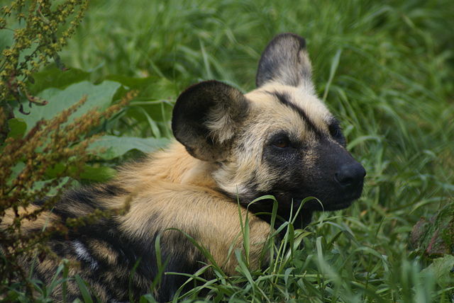 Image:WildDog.JPG