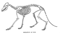 Skeleton