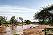 Elephant crossing a river, Kenya.