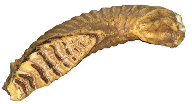 Image:Elephant.tooth.replica.1.jpg