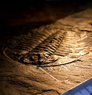 A fossilized trilobite, an ancient type of arthropod. This specimen, from the Burgess shale, preserves "soft parts" – the antennae and legs.