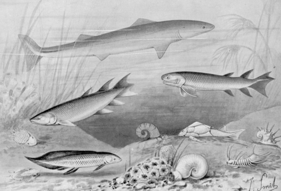 Image:Devonianfishes ntm 1905 smit 1929.gif