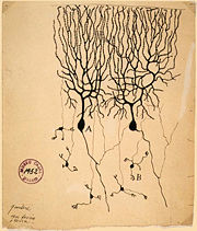Image of two Purkinje cells (labeled as A) drawn by Santiago Ram&oacute;n y Cajal. Large trees of dendrites feed into the soma, from which a single axon emerges and moves generally downwards with a few branch points. The smaller cells labeled B are granule cells.