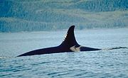 The dorsal fin and saddle patch of a resident Orca in the northeastern Pacific Ocean. It may be either an adult female, or a juvenile of either sex.