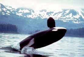 Image:Orca 2.jpg