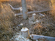 These trees, up to 250 mm (9.8 in) in diameter, felled by beavers in one night.