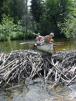Canoeists try unsuccessfully to run a beaver dam in Algonquin Park. The dam is about 1 m (3.3 ft) high.