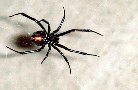 Image:Black Widow 11-06.jpg