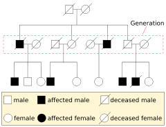 Genetic pedigree charts help track the inheritance patterns of traits.