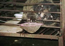 A civet, or sea fox, photographed in the Zigong People's Zoo, Sichuan, 2001, by the Asian Animal Protection Network. The AAPN writes that the animal was kept hungry so that visitors could feed him live eels from a ladle.