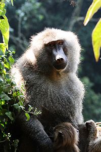 Male olive baboon and infant. Ngorongoro Crater, Tanzania.
