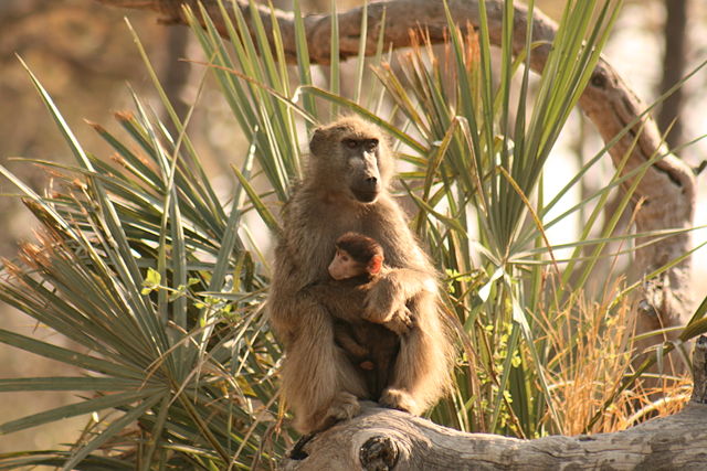 Image:Baboon and baby Okavango delta.jpg