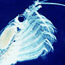 Image:Krill filter feeding.jpg